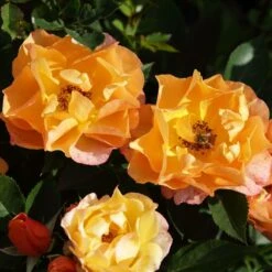 'Palace Fleur' Patio Shrub Rose -Roots Plants Shop 01 086 Fleur PALACE mit Biene