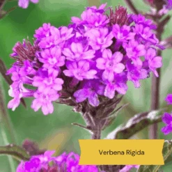 Top Tall Perennials | Plants For Height And Structure -Roots Plants Shop 10 1d634c01 3471 4932 823e f7753098c26b