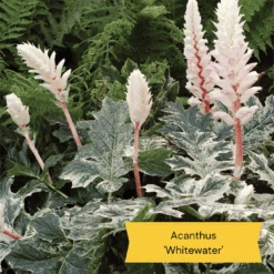 Best Ground Cover Plants | A Carpet Of Flowers -Roots Plants Shop 10 837755c8 afe5 4c31 bbd4 99fa79b99573