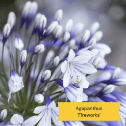 Best Tall Flowers | Perennials For Colour And Height -Roots Plants Shop 10 c48fa3ae 628f 42ad b6d6 8e20d5d5b03b