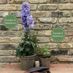 Delphinium 'Highlander Moonlight' -Roots Plants Shop 11 cc65441a 129b 40eb ba6a 968024526b44