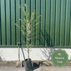 Braeburn Hillwell Apple Tree -Roots Plants Shop 18LMatureTree 1 6b459349 35ba 4dad a149 220b13a5258e