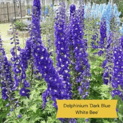 Top Tall Perennials | Plants For Height And Structure -Roots Plants Shop 1 1f2c63ee 664d 43ad b58a 412f92c2ecda