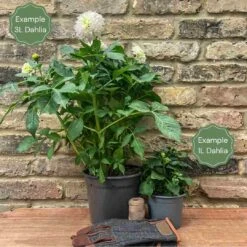 New Release -Roots Plants Shop 1 3a4965b9 db8e 4328 b2a0 1f7e61aca436