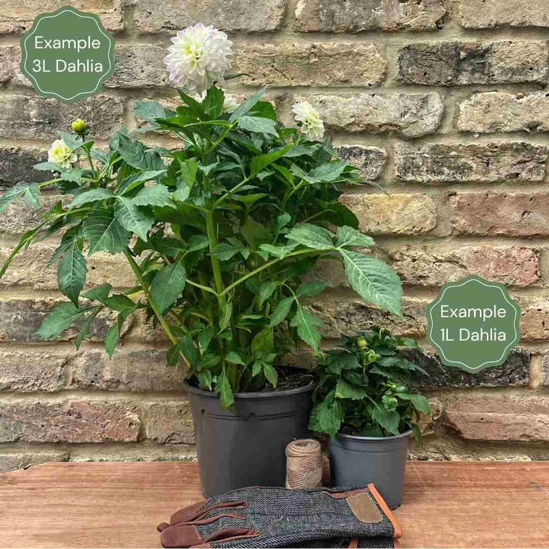 Dahlia Great Hercules 2 Dahlia Great Hercules - Image 2