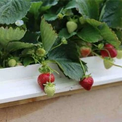 Cambridge Favourite Strawberry Plants -Roots Plants Shop 24