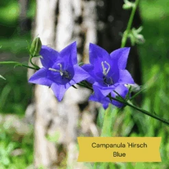 Best Ground Cover Plants | A Carpet Of Flowers -Roots Plants Shop 2 05af3458 018b 475f 9925 569ad9fff3ea