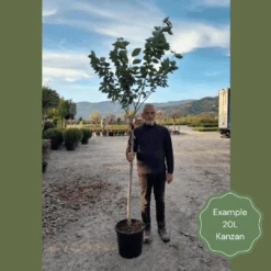 Japanese Cherry Blossom Tree | Prunus Serrulata 'Kanzan' 18 Japanese Cherry Blossom Tree | Prunus Serrulata 'Kanzan' -Roots Plants Shop 2 1 6b1fb918 9b42 4305 a998 86778440f682