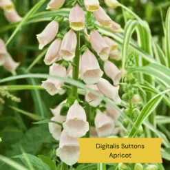 Top Tall Perennials | Plants For Height And Structure -Roots Plants Shop 2 1ad08129 434c 4a3c b3e2 a449f8ce6385