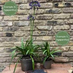 Stately Agapanthus Collection -Roots Plants Shop 2 a2c2a3ea 0d21 4b97 a6c4 8ee7686551ac