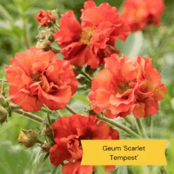 Geums Are Forever Collection -Roots Plants Shop 2 c4409372 9a30 459a b7ea d8fdeca987fd