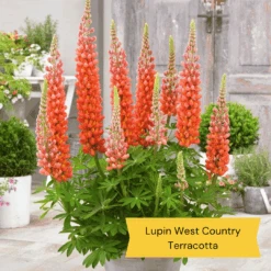 West Country Lupin Collection -Roots Plants Shop 2 c7459a82 e545 4484 b041 2d58fa4b796f
