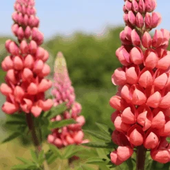 Lupin West Country Tequila Flame 7 Lupin West Country Tequila Flame -Roots Plants Shop 31