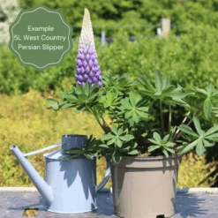 Lupin West Country Persian Slipper -Roots Plants Shop 32