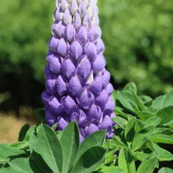 Lupin West Country Persian Slipper -Roots Plants Shop 33