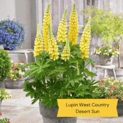 West Country Lupin Collection -Roots Plants Shop 3 675d837e 4347 43a5 a55b ce6815a336aa