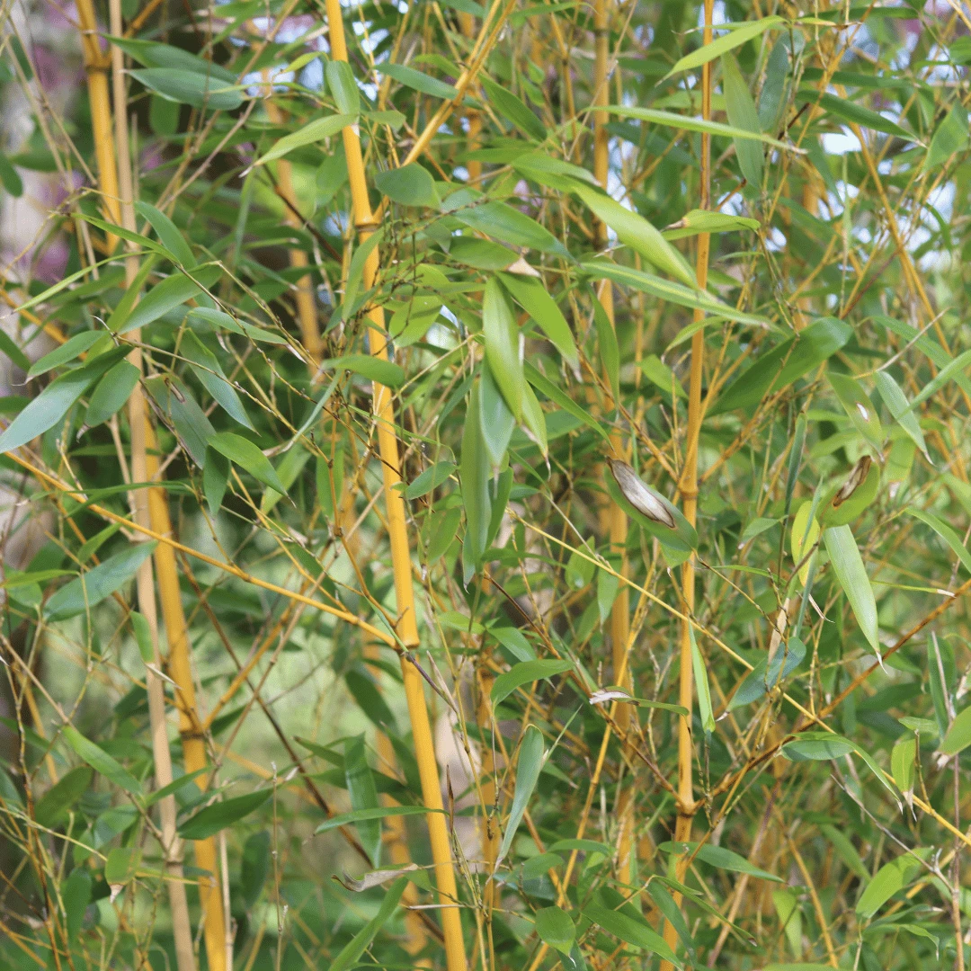 Golden Bamboo | Phyllostachys Aurea 4 Golden Bamboo | Phyllostachys Aurea - Image 4