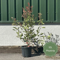 Photinia 'Red Robin' -Roots Plants Shop 3 b7201c58 b4ae 4adc b36d 73d905e78876