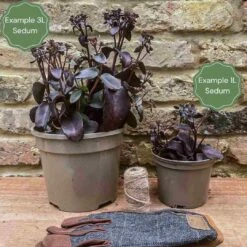 Sedum 'Sunsparkler Lime Zinger' 6 Sedum 'Sunsparkler Lime Zinger' -Roots Plants Shop 3 bd97e1b8 c0f0 45e7 9db1 c78957035d07