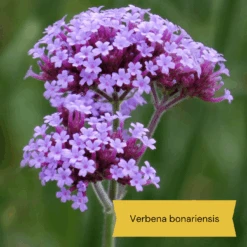 Best Tall Flowers | Perennials For Colour And Height -Roots Plants Shop 3 d0d2a7b5 418d 4a62 9dc1 c70de579fdba