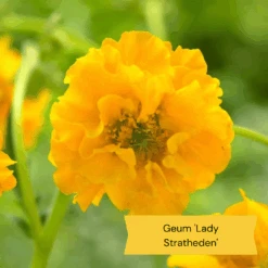 Geums Are Forever Collection -Roots Plants Shop 3 dac91ab4 64d4 42a2 89e6 7b04f8f6d937