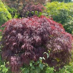 Red Weeping Japanese Maple Tree | Acer Palmatum 'Garnet' -Roots Plants Shop 40