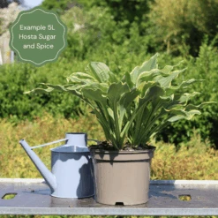 Hosta 'Sugar & Spice' -Roots Plants Shop 47 374c027b 3d64 4403 9e7d 2a49de52e6d8