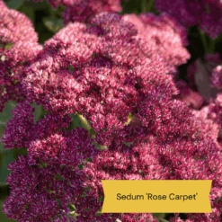 Sensory Garden Plants | Tactile, Bright & Fragrant -Roots Plants Shop 4 1842bcc6 2f64 4592 8dc3 7ec0c70f8cea