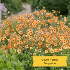 Geums Are Forever Collection -Roots Plants Shop 4 97e7703f 2673 4a42 ab00 07cde4567536