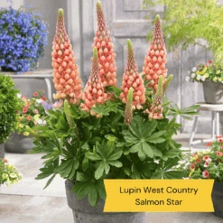 West Country Lupin Collection -Roots Plants Shop 4 cda8f4cd ed82 45a5 8fce 044d9f10f429