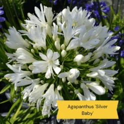 Top Tall Perennials | Plants For Height And Structure -Roots Plants Shop 5 485e8806 0f1c 43a6 ba75 0fe8eeab04b9