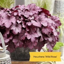 The All Year Round Heuchera Collection -Roots Plants Shop 5 bd1b4245 f88b 42dd 9c4a e35a37bbf088