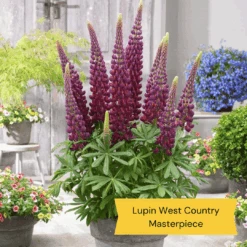 West Country Lupin Collection -Roots Plants Shop 5 ff6c93ca 5af3 47c2 acc4 7336daa3b7fb