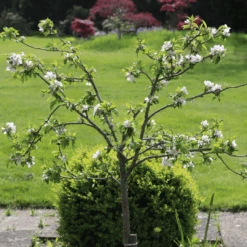 'Discovery' Semi-Dwarf Apple Tree -Roots Plants Shop 6 4ad16f60 ffe1 4e89 9a19 19754bd35370