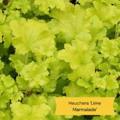 Best Ground Cover Plants | A Carpet Of Flowers -Roots Plants Shop 6 86769194 3fb4 4162 be91 0e845dfa7f3e