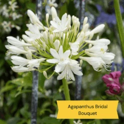 Best Tall Flowers | Perennials For Colour And Height -Roots Plants Shop 6 c2c77175 3aa4 49a5 8066 b570c77636e2