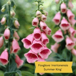 Best Tall Flowers | Perennials For Colour And Height -Roots Plants Shop 8 15a7472e ebb1 4d61 b921 20fc084db2ad