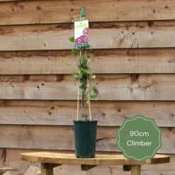 Ceanothus 'Concha' -Roots Plants Shop 90cm Climber 80da3f0f 574d 4ecc 9fe8 45be1b36bddb