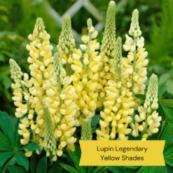 Top Tall Perennials | Plants For Height And Structure -Roots Plants Shop 9 27d1ab8e d7f5 47e6 964e 1b936bd94d27