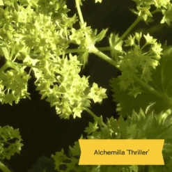 Best Ground Cover Plants | A Carpet Of Flowers -Roots Plants Shop 9 8dafed11 8be0 4fd6 9703 440d32544ae9