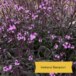 Best Tall Flowers | Perennials For Colour And Height -Roots Plants Shop 9 cabc3cc2 0acc 4197 934d 61a2e42cc16d