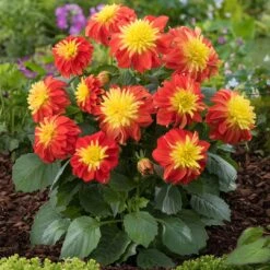 12 Annuals For Pots | The Waterloo Sunset Collection | Petunia, Dahlia & Begonia 11 12 Annuals For Pots | The Waterloo Sunset Collection | Petunia, Dahlia & Begonia -Roots Plants Shop AB0024 1 1ce64d65 47d7 4560 9627 39a044dee6f1