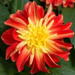 12 Annuals For Pots | The Waterloo Sunset Collection | Petunia, Dahlia & Begonia 10 12 Annuals For Pots | The Waterloo Sunset Collection | Petunia, Dahlia & Begonia -Roots Plants Shop AB0024 2 a8038d7c d177 4938 afd5 9349fecdd701