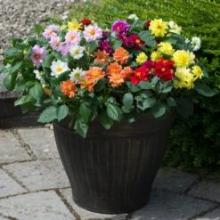 40 Mixed Dahlia 'Figaro' Plug Plants -Roots Plants Shop AB0101 1