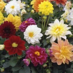 40 Mixed Dahlia 'Figaro' Plug Plants -Roots Plants Shop AB0101 3