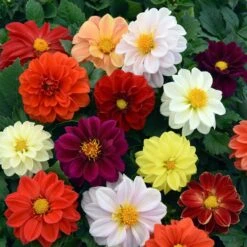 40 Mixed Dahlia 'Figaro' Plug Plants -Roots Plants Shop AB0101 4