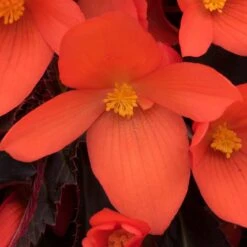 12 Annuals For Pots | The Waterloo Sunset Collection | Petunia, Dahlia & Begonia 12 12 Annuals For Pots | The Waterloo Sunset Collection | Petunia, Dahlia & Begonia -Roots Plants Shop AB0109 6 81c7ee0f 866b 4002 a2a7 e017471f5e7f