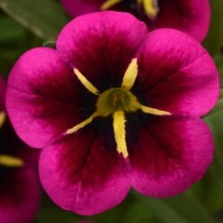 12 Annuals For Hanging Baskets | The Dark Side Of The Moon Collection | Calibrachoa, Petunia & Dahlia -Roots Plants Shop AB0111 5 e03dc071 f4fe 45b7 8763 f797d6ef1afb