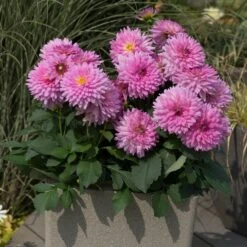 Dahlia Dalina Maxi 'Salinas' Jumbo Plug Plants -Roots Plants Shop AB0114 2
