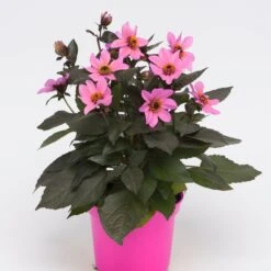 Dahlia 'Happy Days Pink' Jumbo Plug Plants -Roots Plants Shop AB0116 1